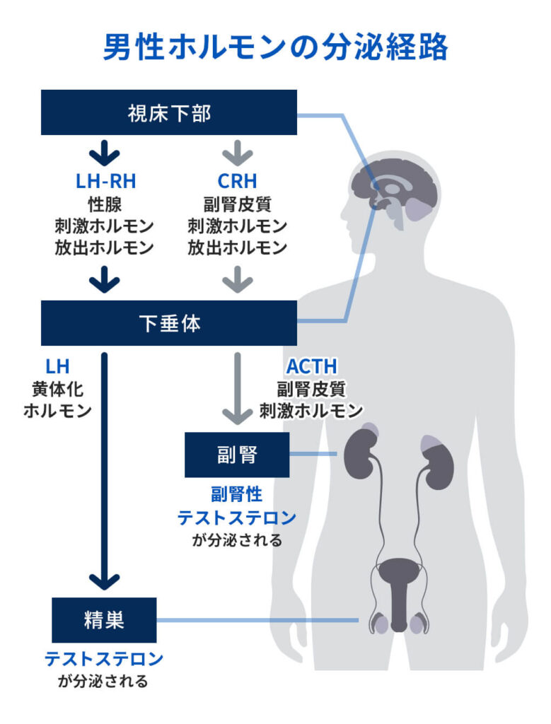 精力の強さと健康年齢の関連性